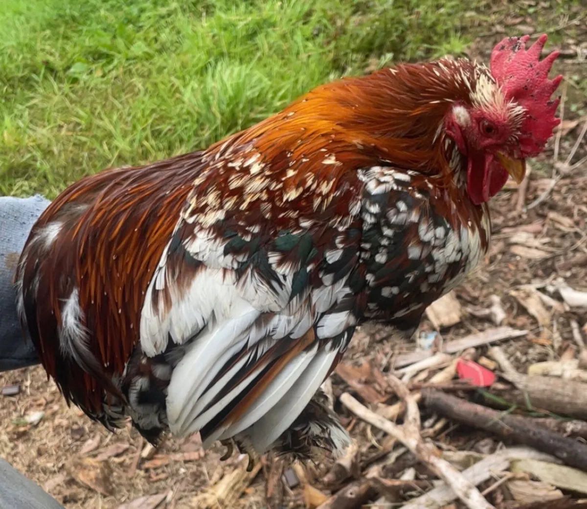 Bantam Roosters - Image 2
