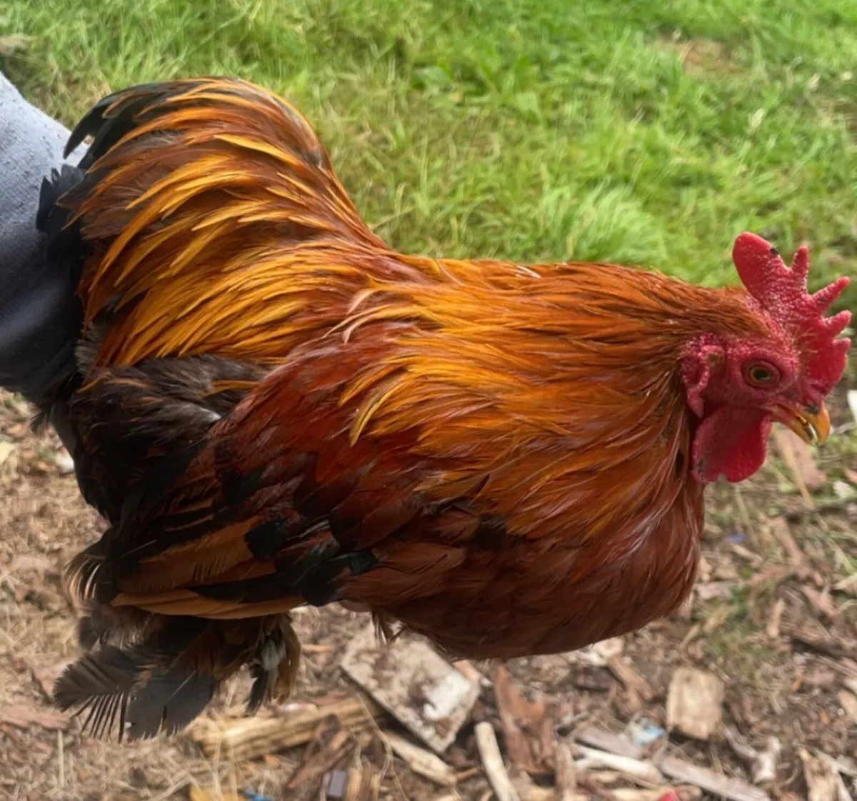 Bantam Roosters - Image 3
