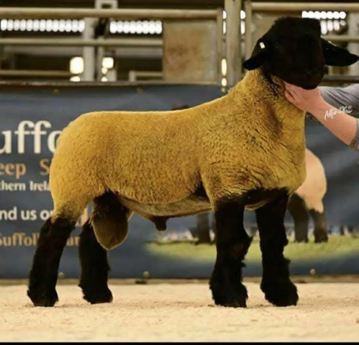 ATHENRY ELITE  SUFFOLK RAM SALE - Image 2