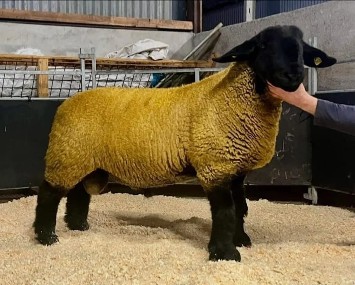 ATHENRY ELITE  SUFFOLK RAM SALE - Image 3