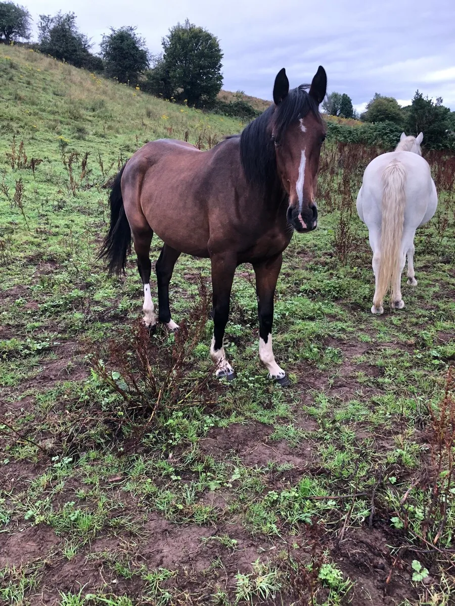 Sports filly - Image 1
