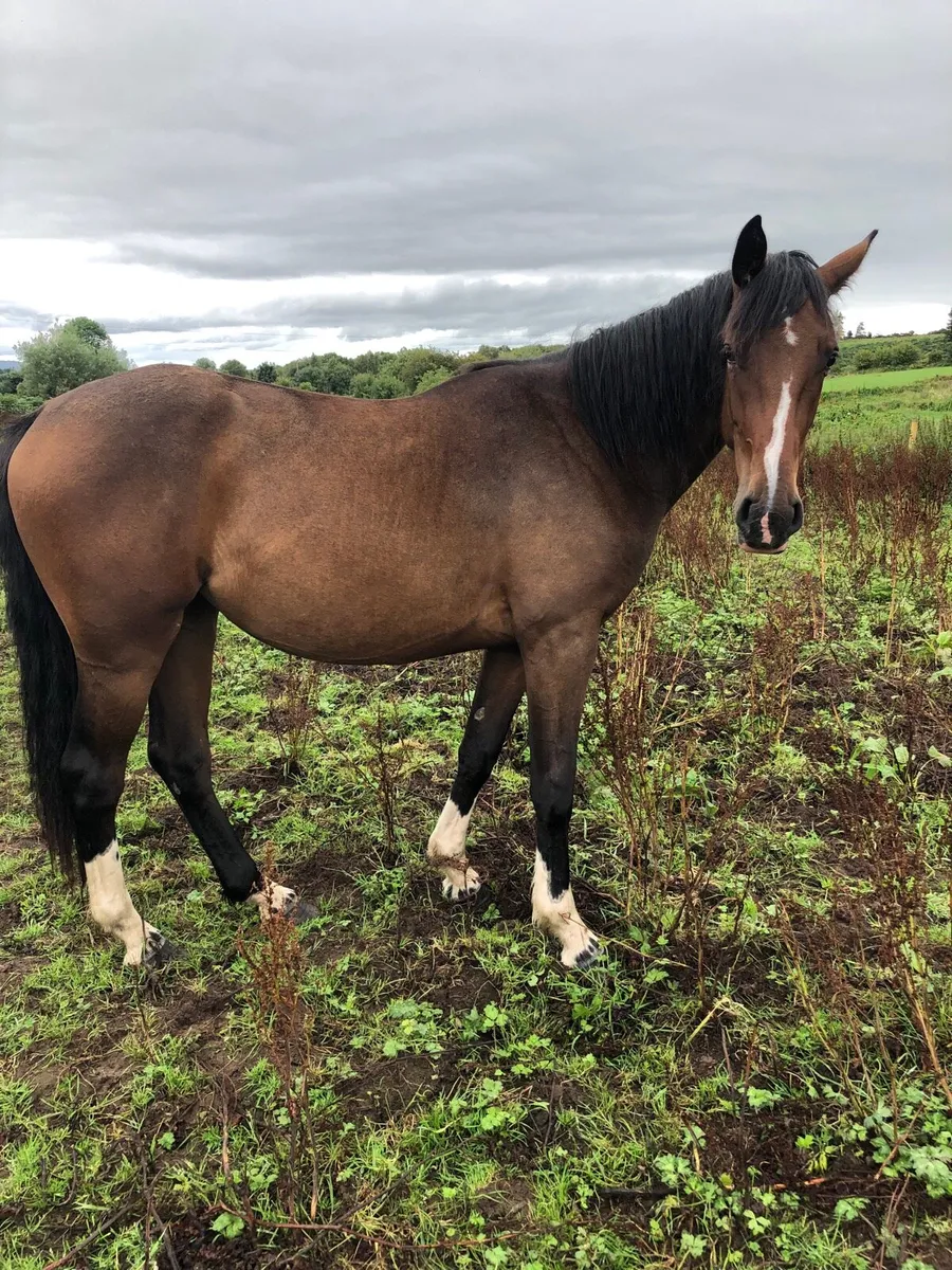 Sports filly - Image 2