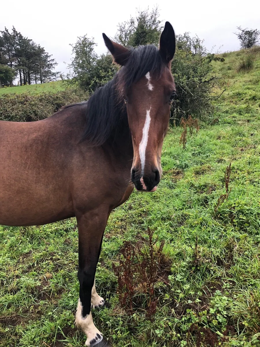 Sports filly - Image 4