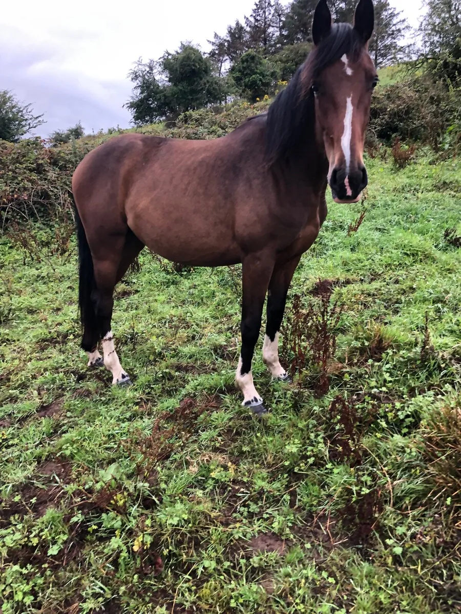 Sports filly - Image 3