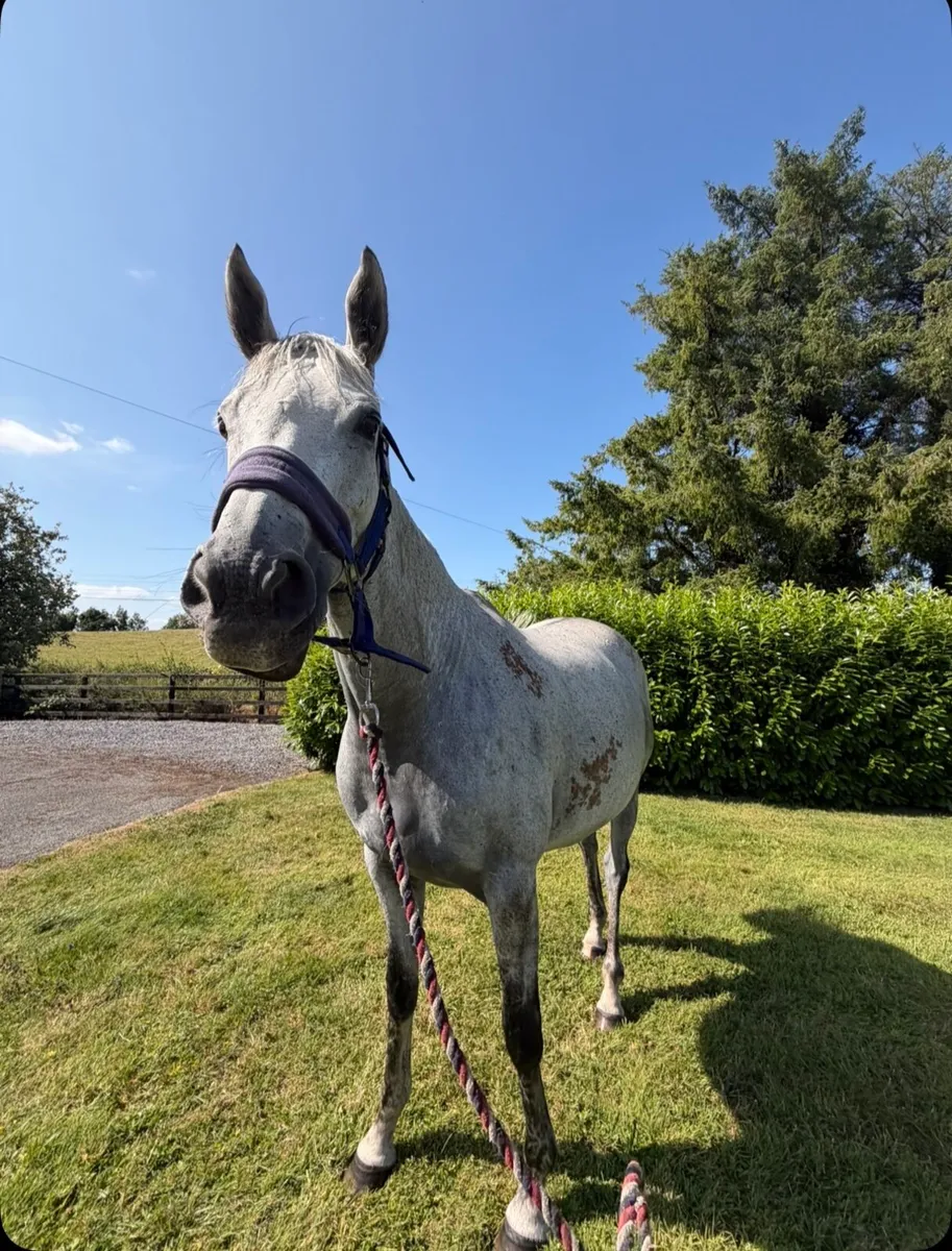 For sale** - Image 2