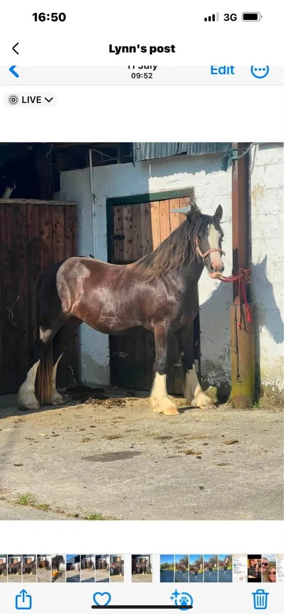 3 yr old filly ID cross cob - Image 1