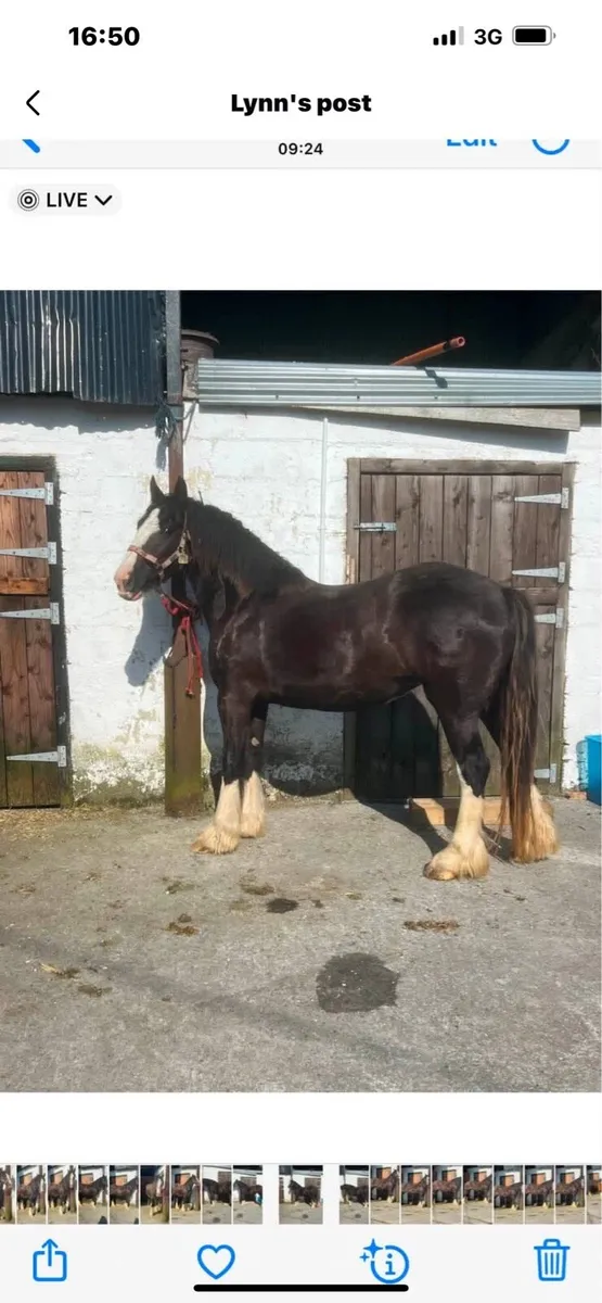 3 yr old filly ID cross cob - Image 2