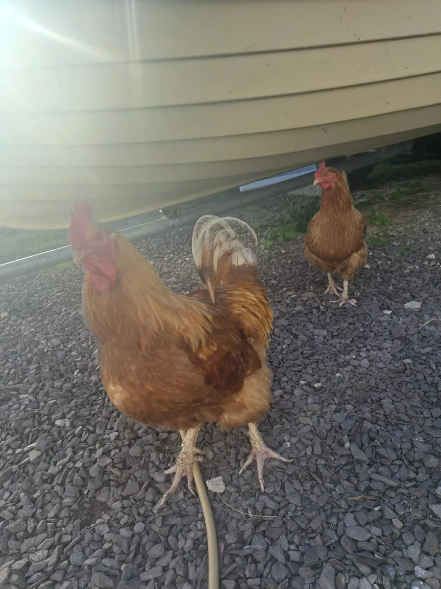 Buff Orpington Eggs - Image 1