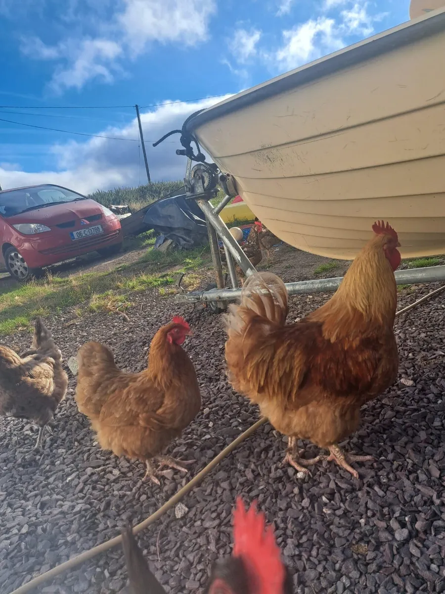 Buff Orpington Eggs - Image 2
