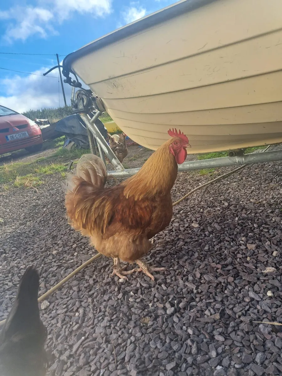 Buff Orpington Eggs - Image 3