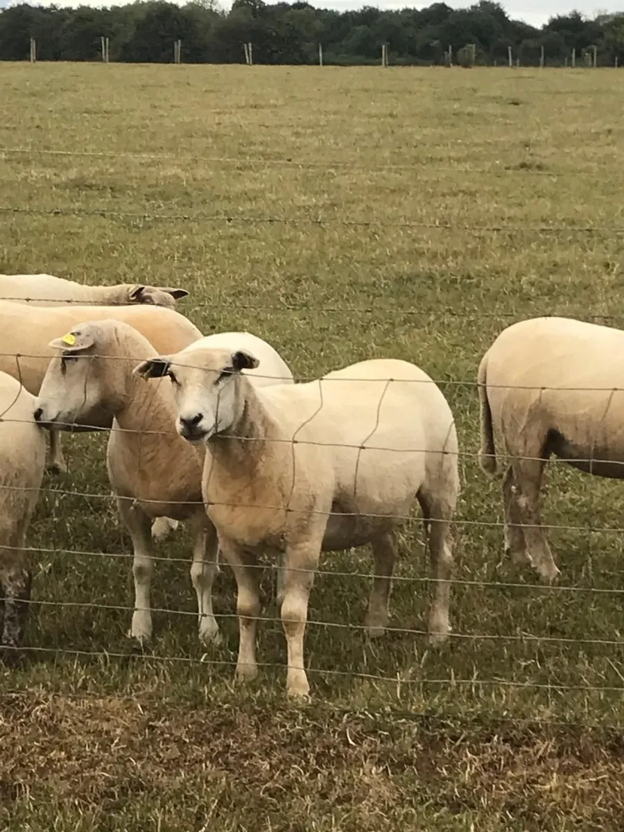 Texel X Hoggetts - Image 2