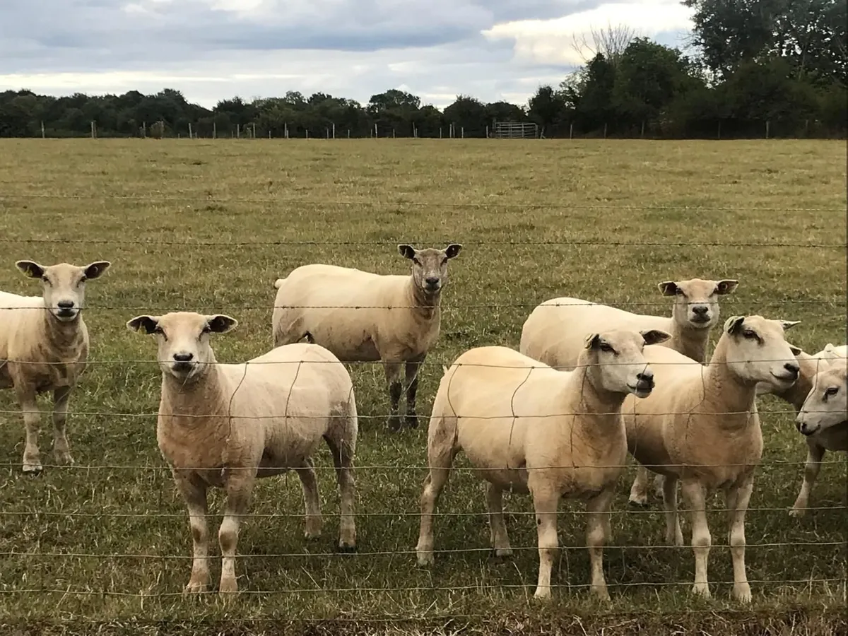Texel X Hoggetts - Image 3