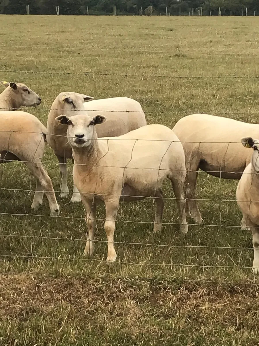 Texel X Hoggetts - Image 4