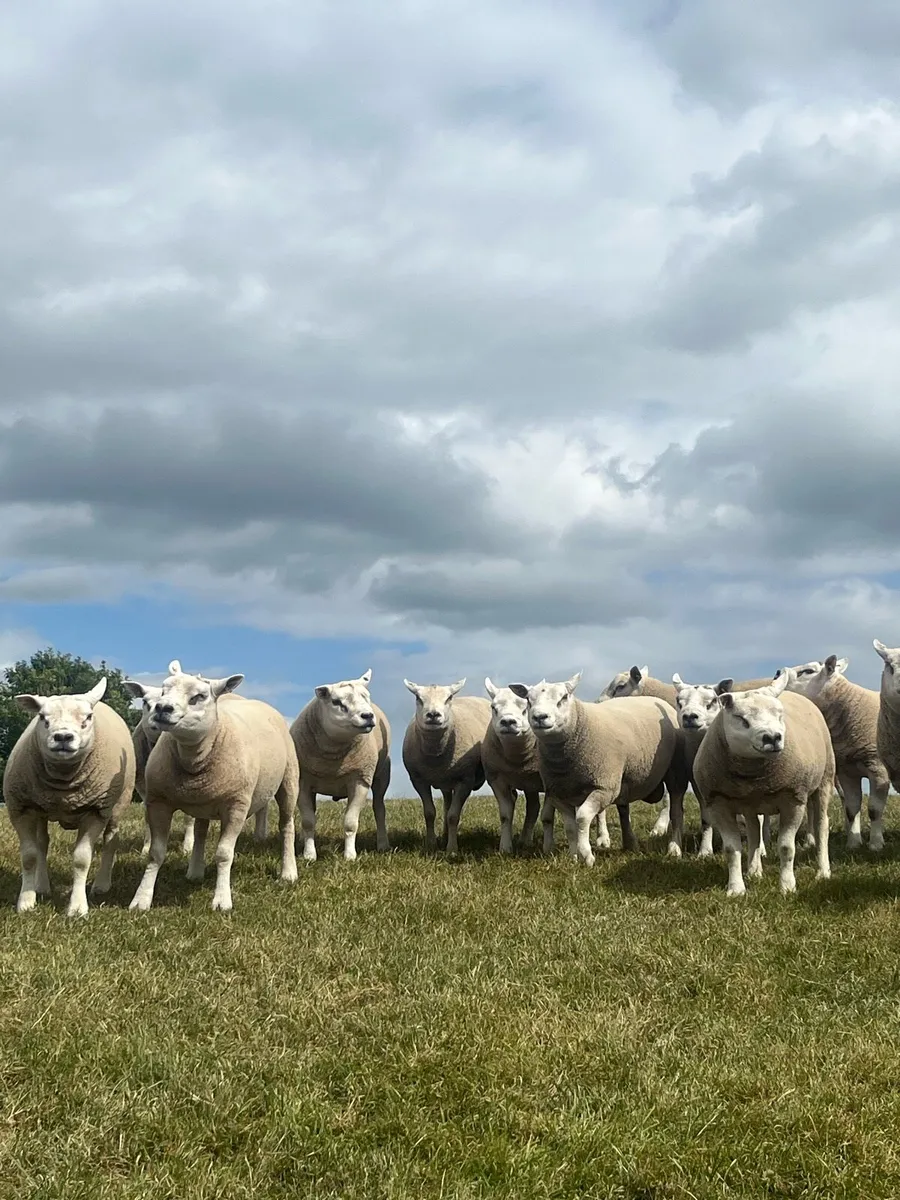Texel & Chartex Shearling Rams - Image 2