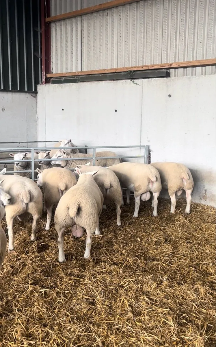 Texel & Chartex Shearling Rams - Image 3