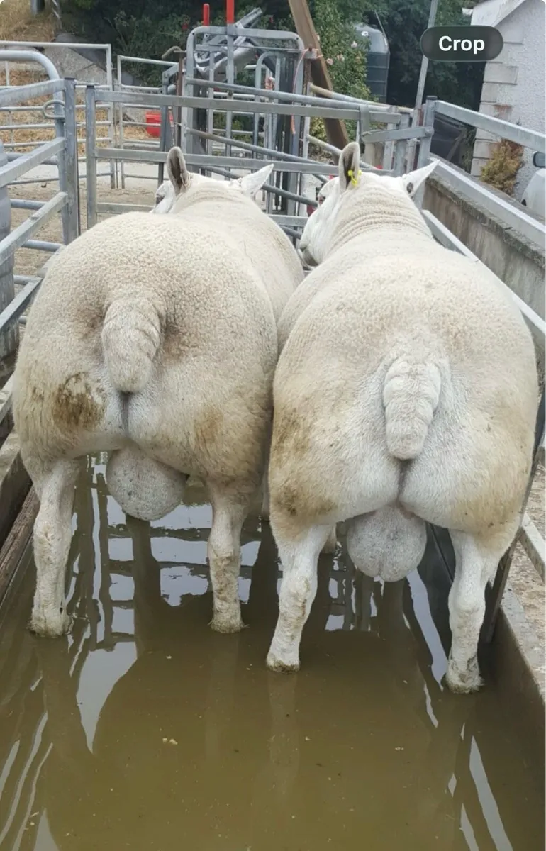 Texel & Chartex Shearling Rams - Image 1