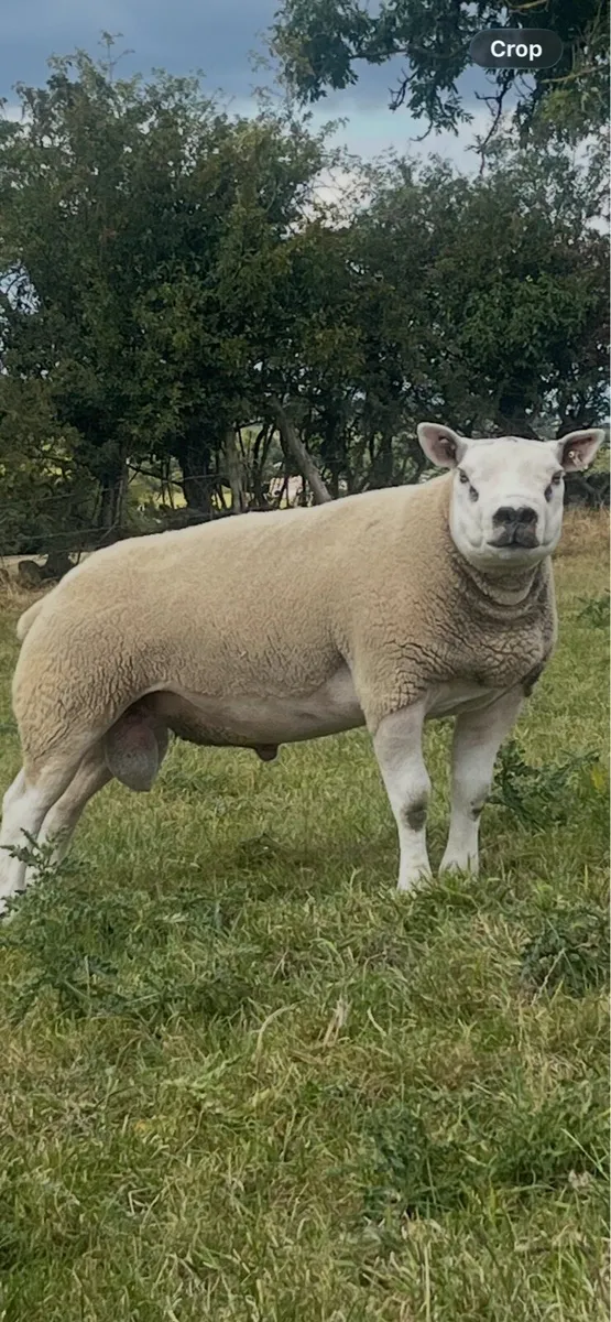 Texel & Chartex Shearling Rams - Image 4