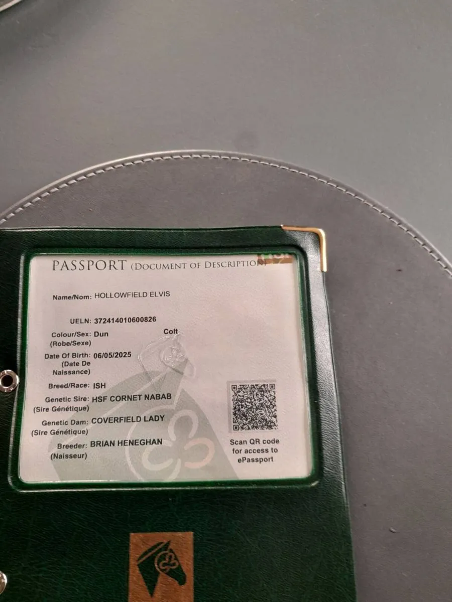 Yearling gelding - Image 4