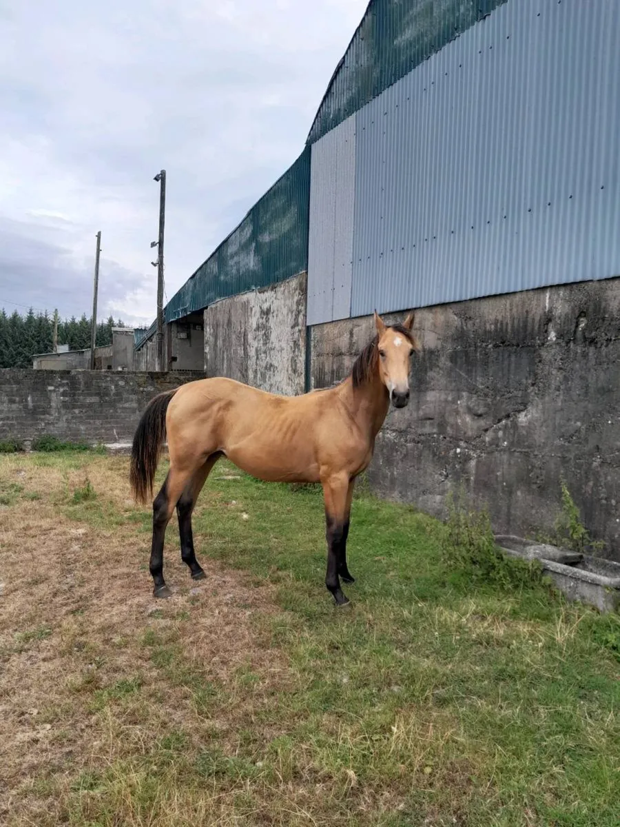 Yearling gelding - Image 1