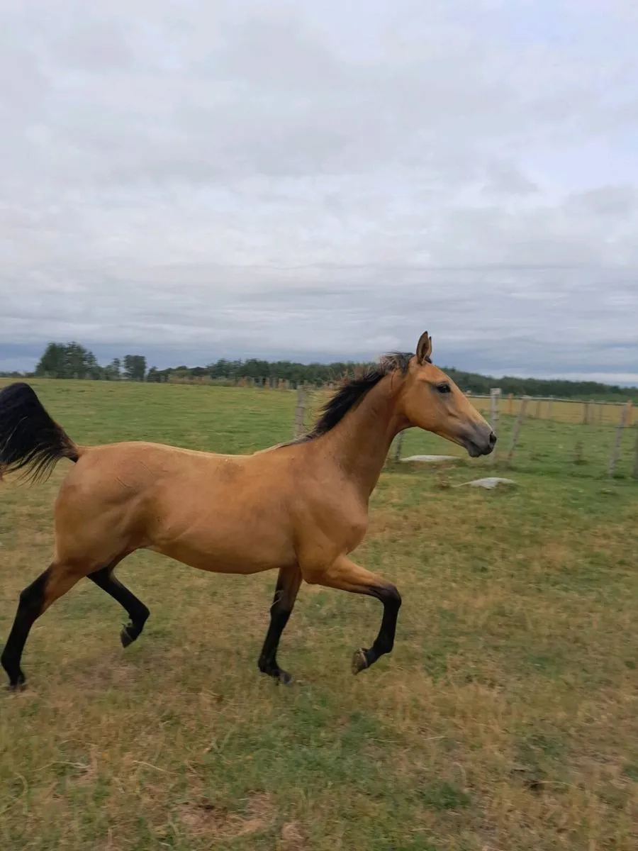 Yearling gelding - Image 2