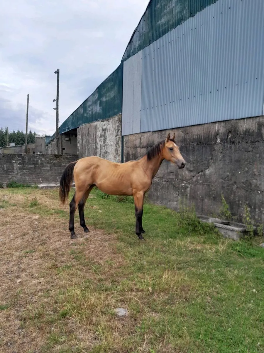 Yearling gelding - Image 3