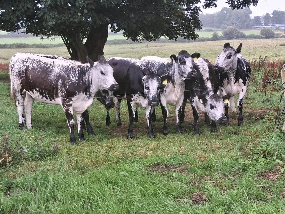 6 superior blue coloured heifers 2025 born - Image 2