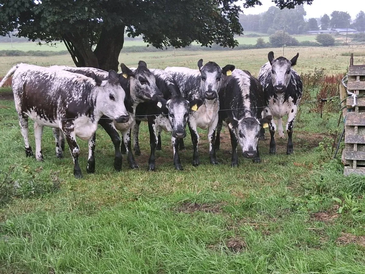 6 superior blue coloured heifers 2025 born - Image 1