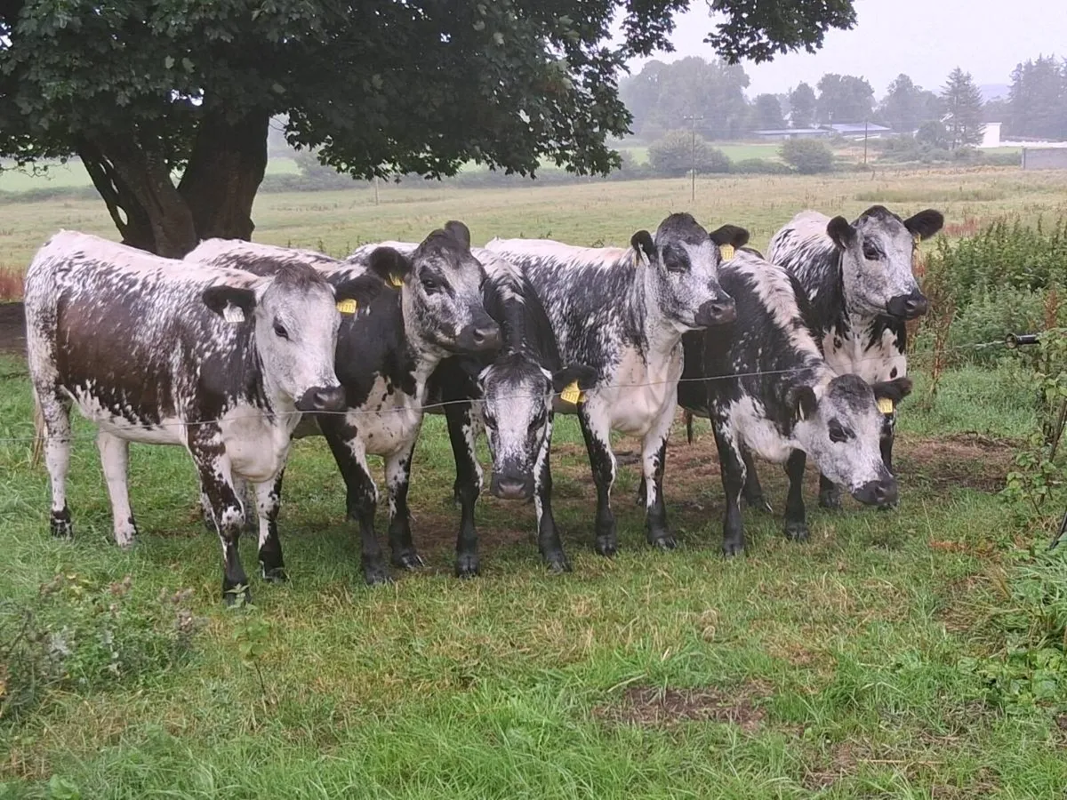 6 superior blue coloured heifers 2025 born - Image 3