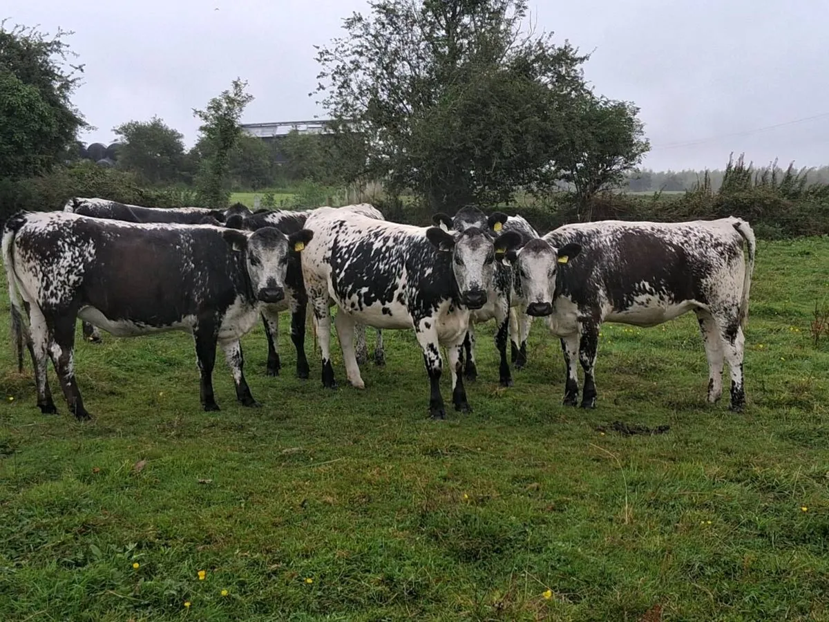 6 superior blue coloured heifers 2025 born - Image 4