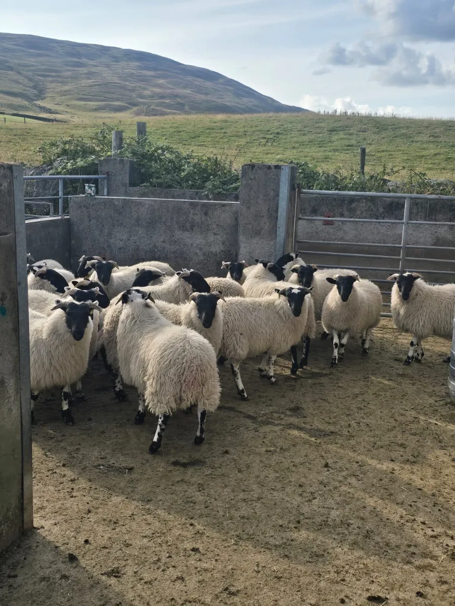 Organic Horn ewe lambs - Image 4