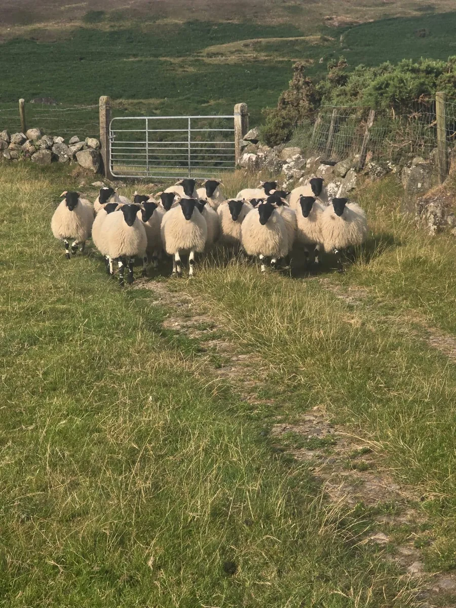 Organic Horn ewe lambs - Image 1