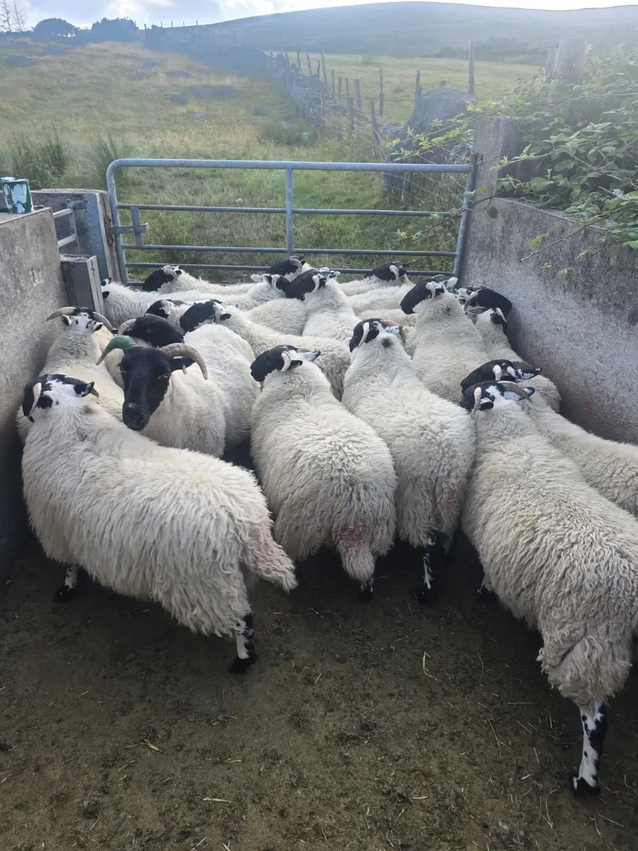 Organic Horn ewe lambs - Image 2