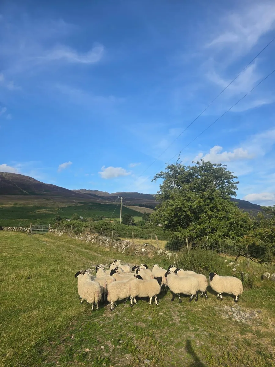 Organic Horn ewe lambs - Image 3