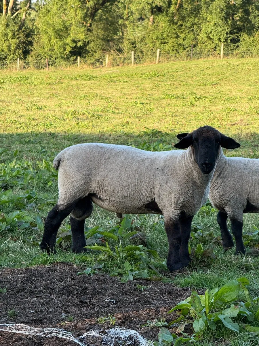 Suffolk Rams - Image 1