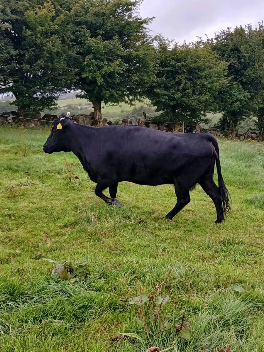 DEXTER COW - Image 4