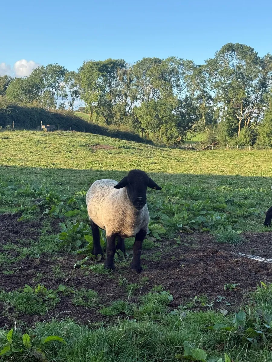 Suffolk Rams - Image 2