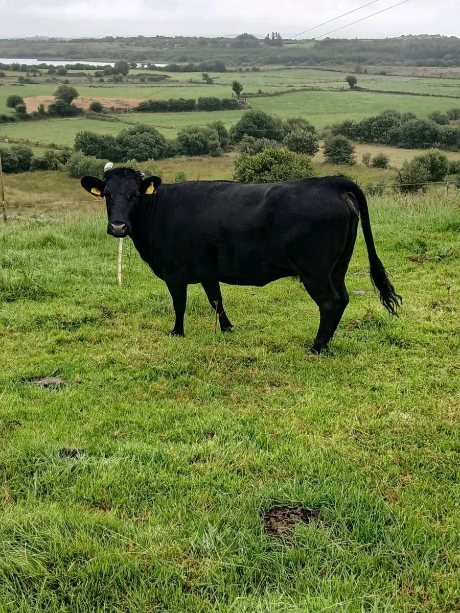 DEXTER COW - Image 1