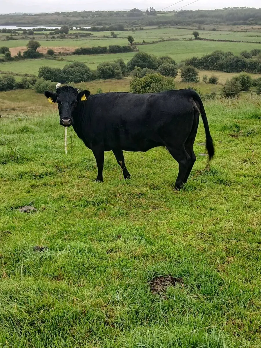 DEXTER COW - Image 2