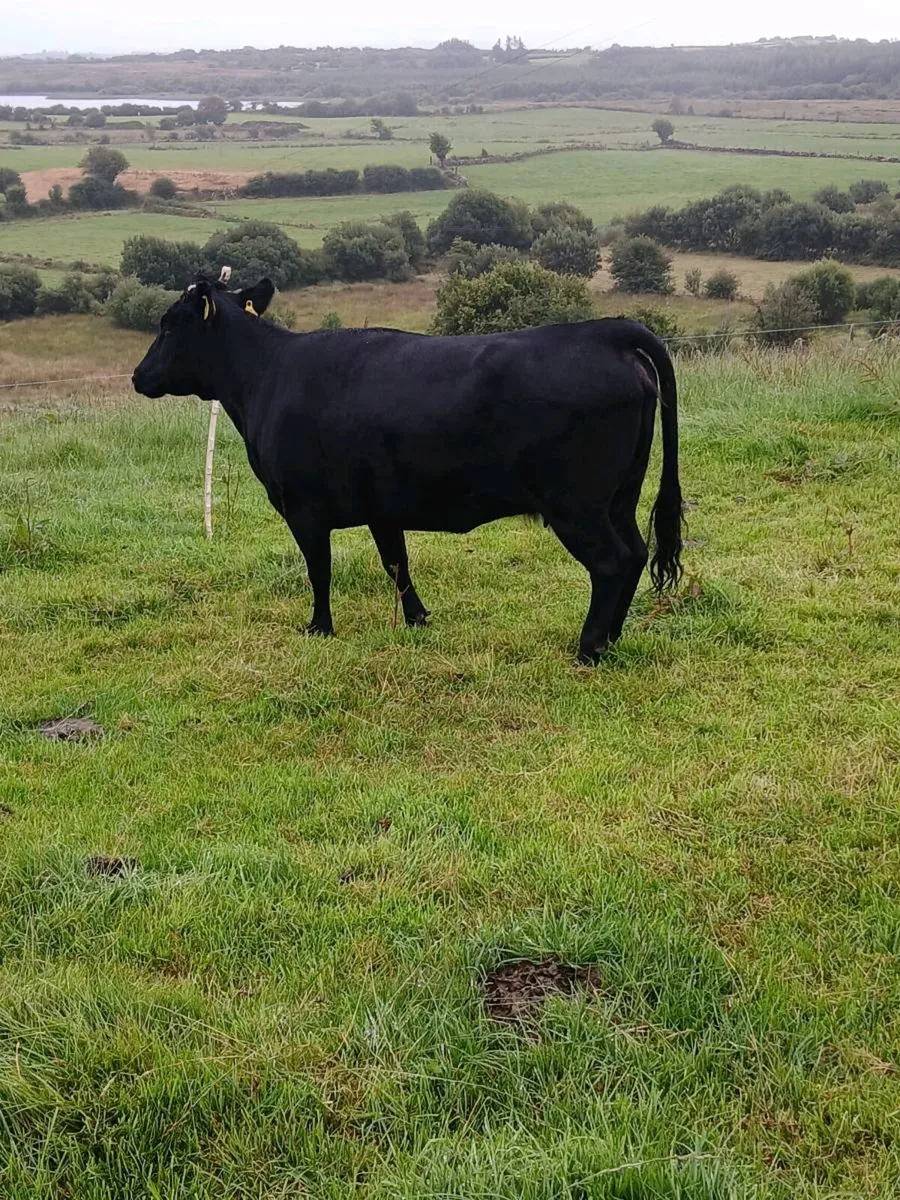 DEXTER COW - Image 3