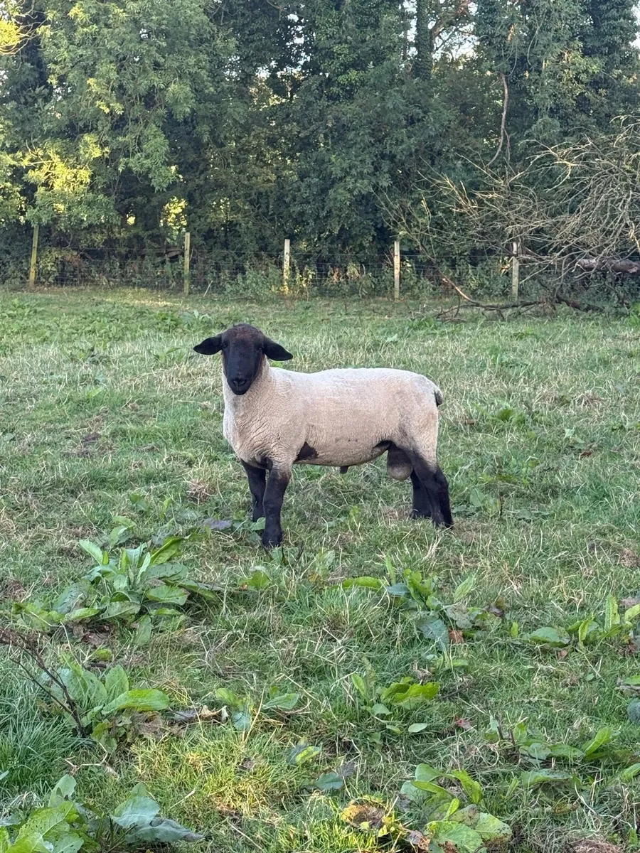 Suffolk Rams - Image 4