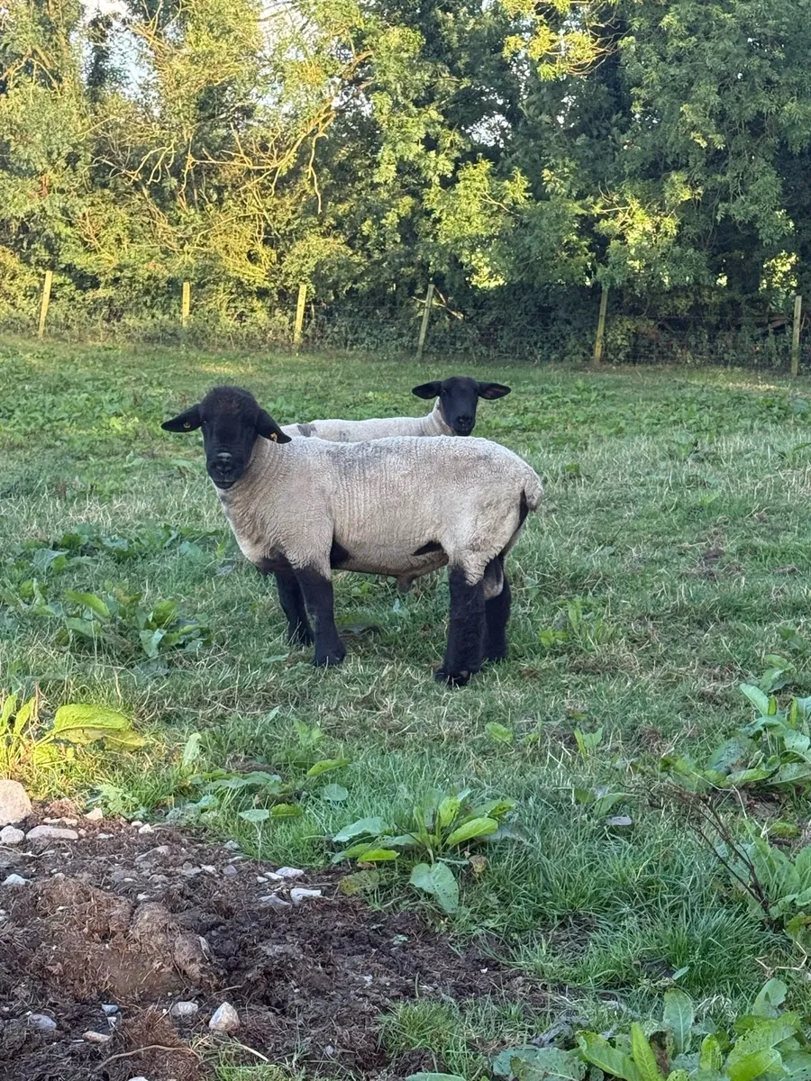 Suffolk Rams - Image 3