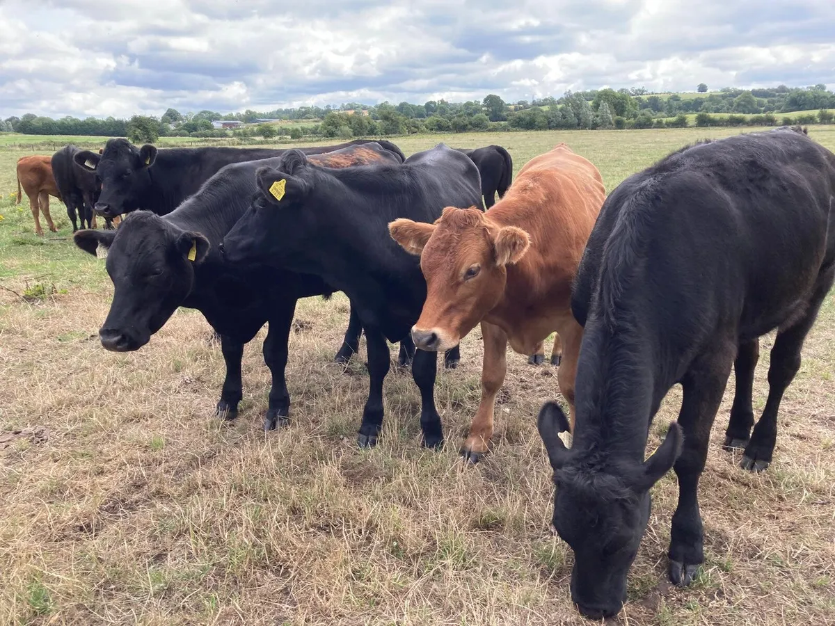 23 aa bullocks spring 25 born, home rared no moves - Image 1