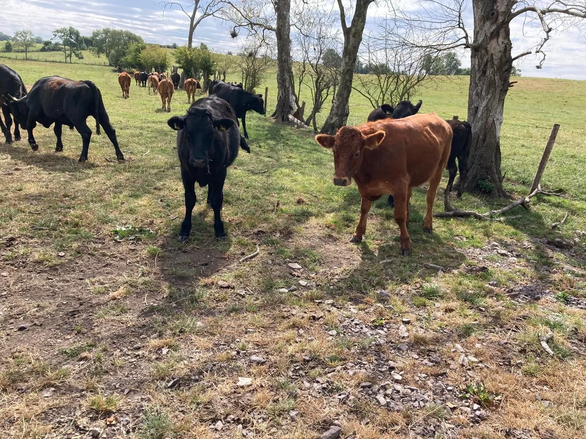 23 aa bullocks spring 25 born, home rared no moves - Image 2