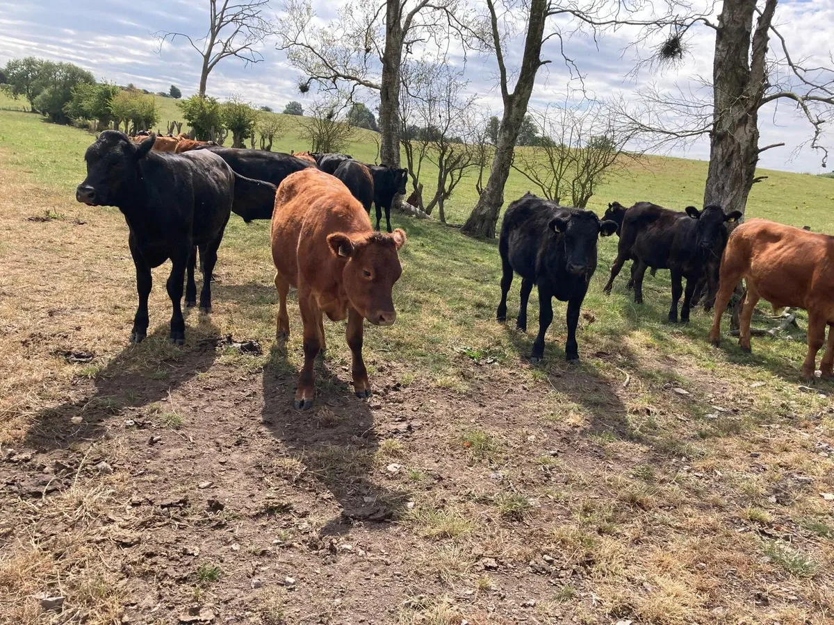 23 aa bullocks spring 25 born, home rared no moves - Image 3