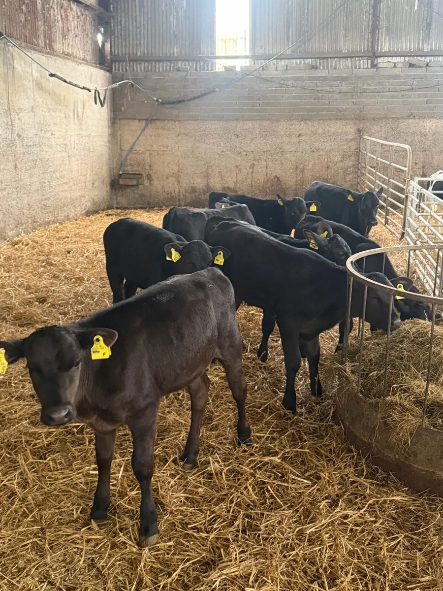 10 outstanding reared Angus heifers - Image 1