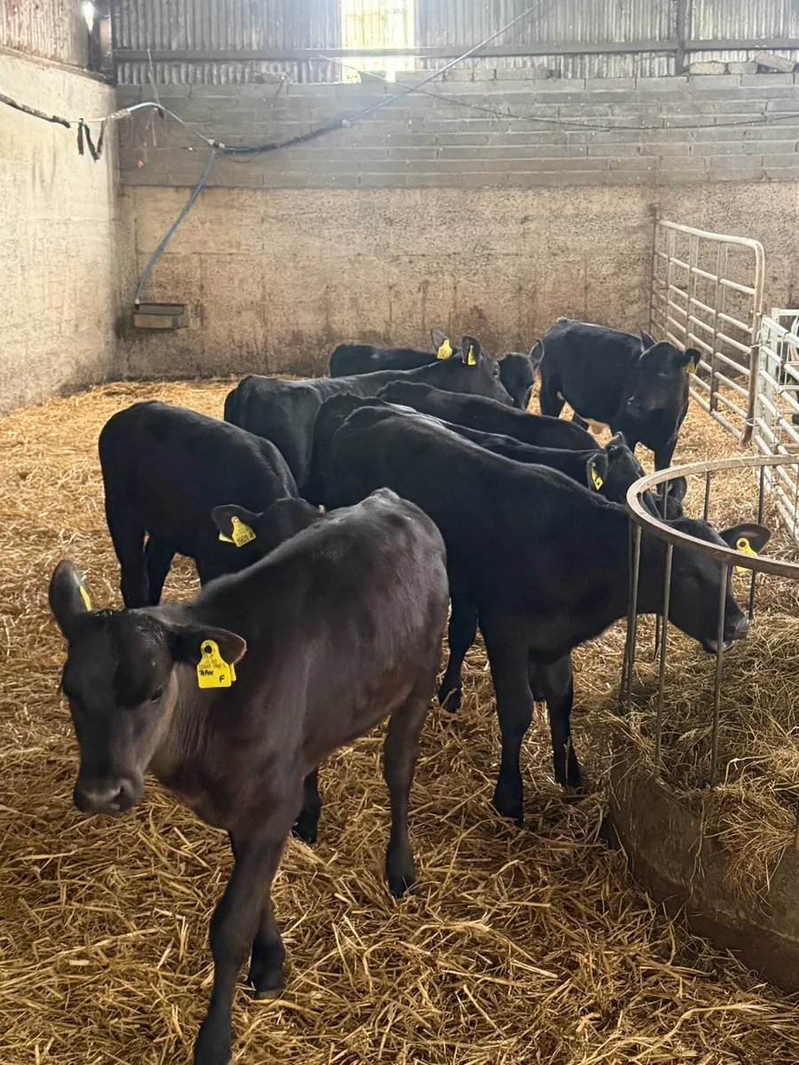 10 outstanding reared Angus heifers - Image 2