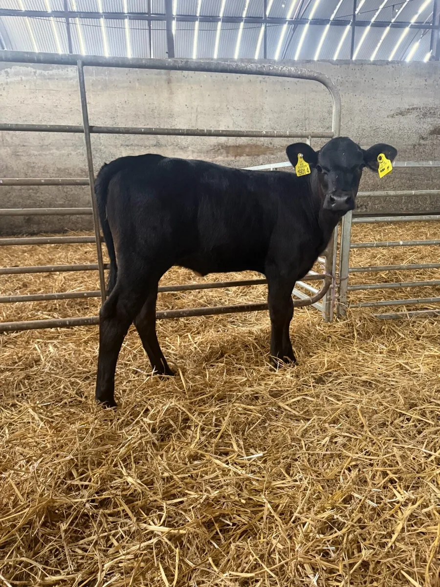 10 outstanding reared Angus heifers - Image 3