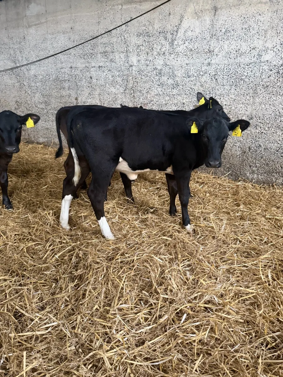 10 outstanding reared Angus heifers - Image 4