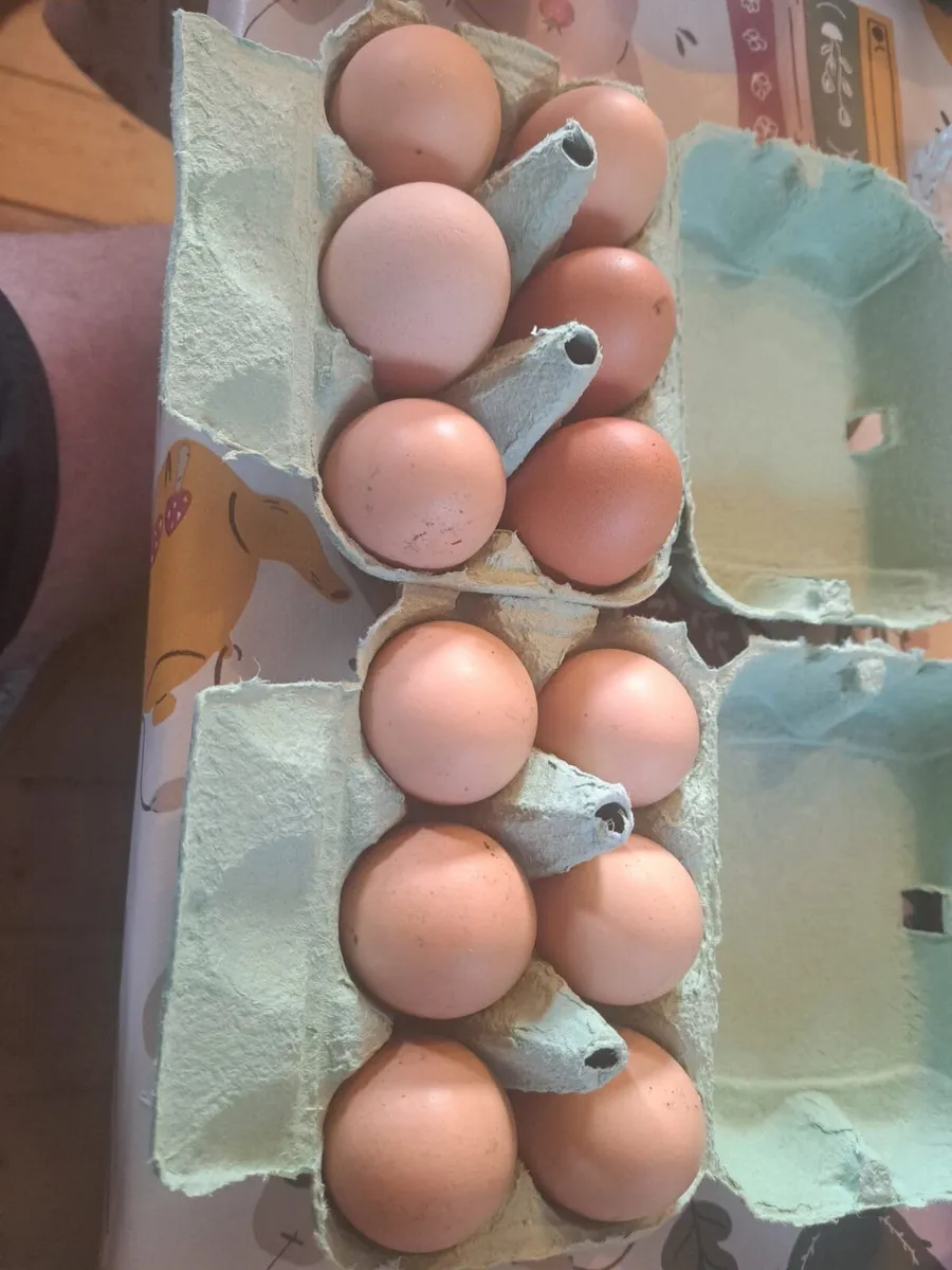 Buff Orpington Eggs - Image 4