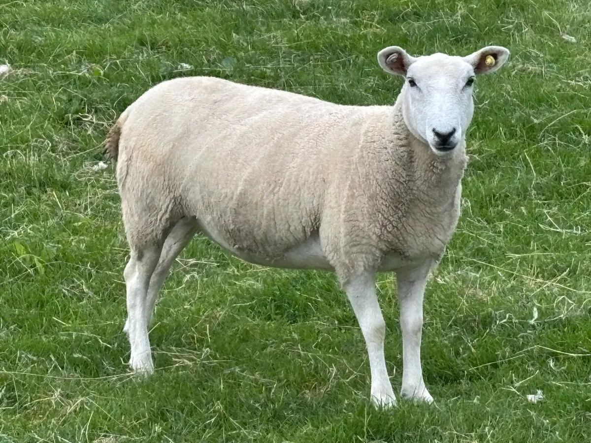 Lleyn hoggets - Image 2